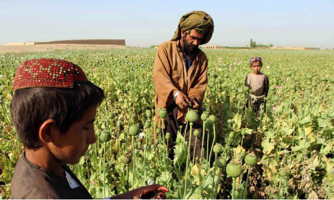 Afghanistan’s Opium Production Hits Record High in 2017: UN